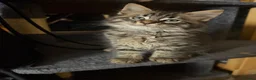 Maine Coon cats for sale: Gorgeous Maine Coon X Kittens Ready Now! 🐾 - Advert 8