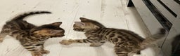 Bengal cats for sale: Bengal kittens - Advert 12