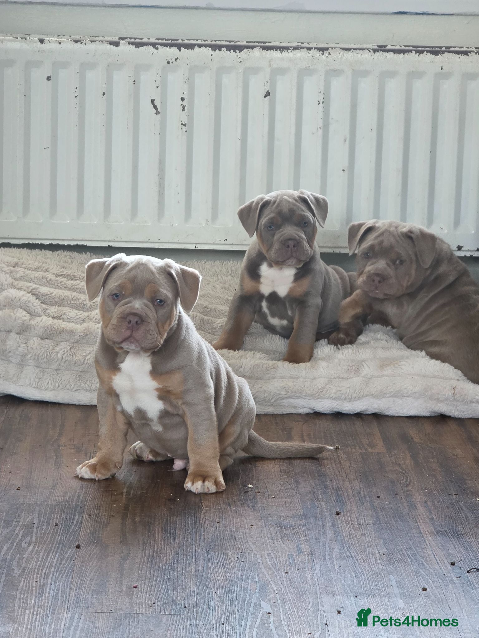 Olde English Bulldogge dogs Reducded Ready now fluffy carriers  - Advert 2