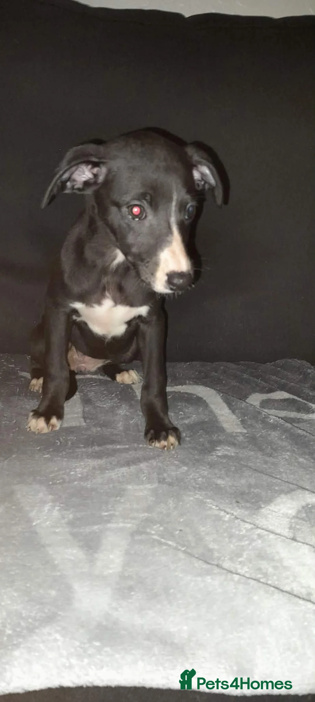 Whippet dogs for sale: whippet pups 3 girls available  - Advert 2