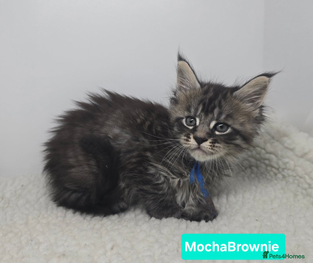 Maine Coon cats for sale: Beautiful TICA Pedigree Maine Coon Kittens - Advert 30