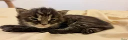 Maine Coon cats for sale: Now 2 TICA Registered Mainecoon kittens  - Advert 15