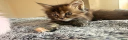 Maine Coon cats for sale: Xl Maine coons for sale - Advert 5