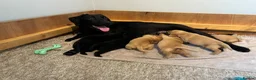Labrador Retriever dogs for sale: KC Pedigree Labradors for sale  - Advert 18