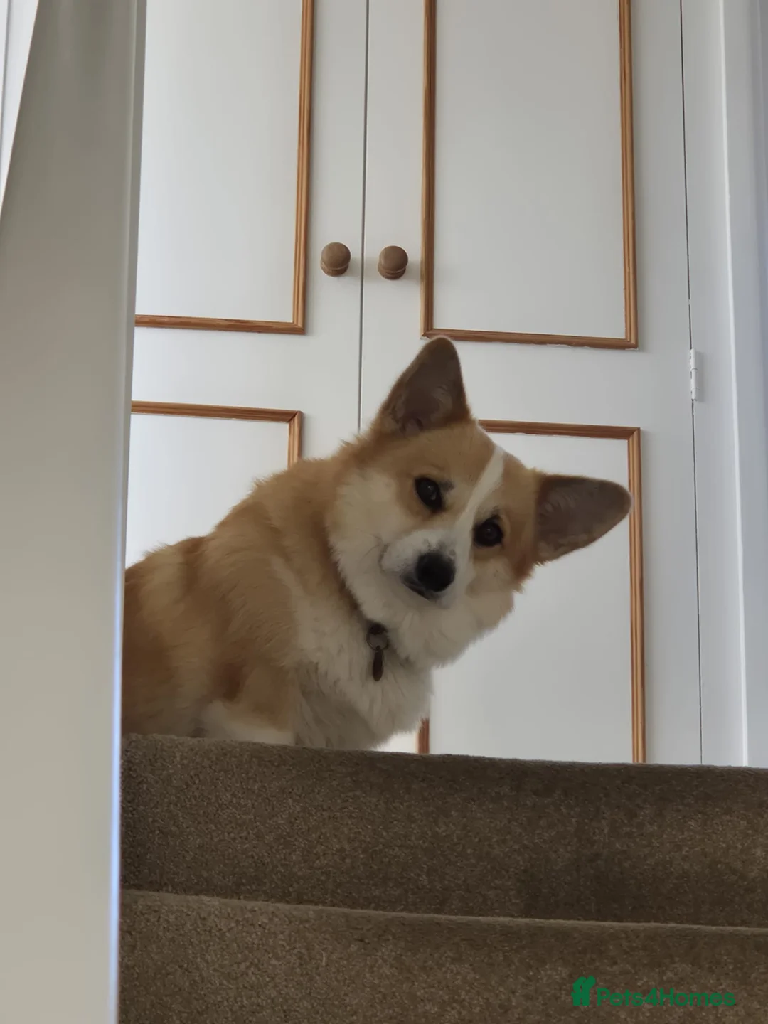 Welsh Corgi Pembroke dogs for sale: Adorable Pembroke corgi pups, KC registered - Advert 2