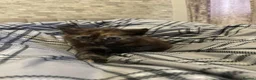 Mixed Breed cats for sale: 3 kittens looking for there forever home…………………….. - Advert 3