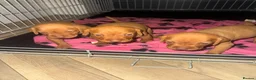 Hungarian Vizsla dogs for sale: Hungarian Vizsla KC Puppies excellent Pedigree - Advert 9