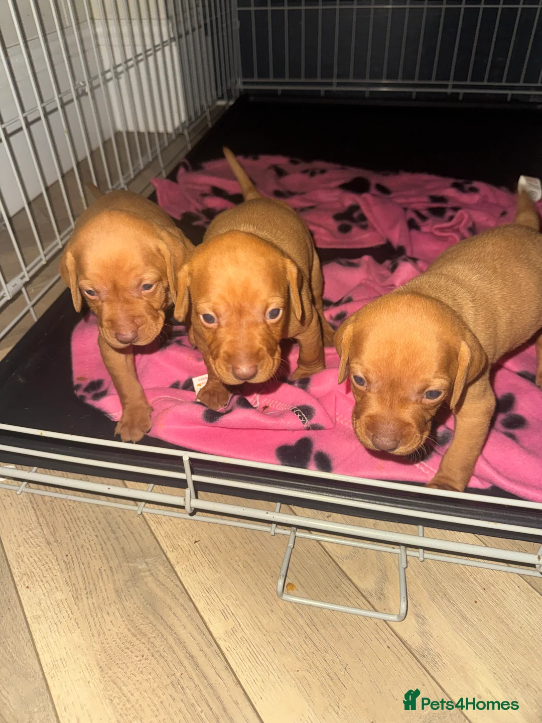Hungarian Vizsla dogs for sale: Hungarian Vizsla KC Puppies excellent Pedigree - Advert 9