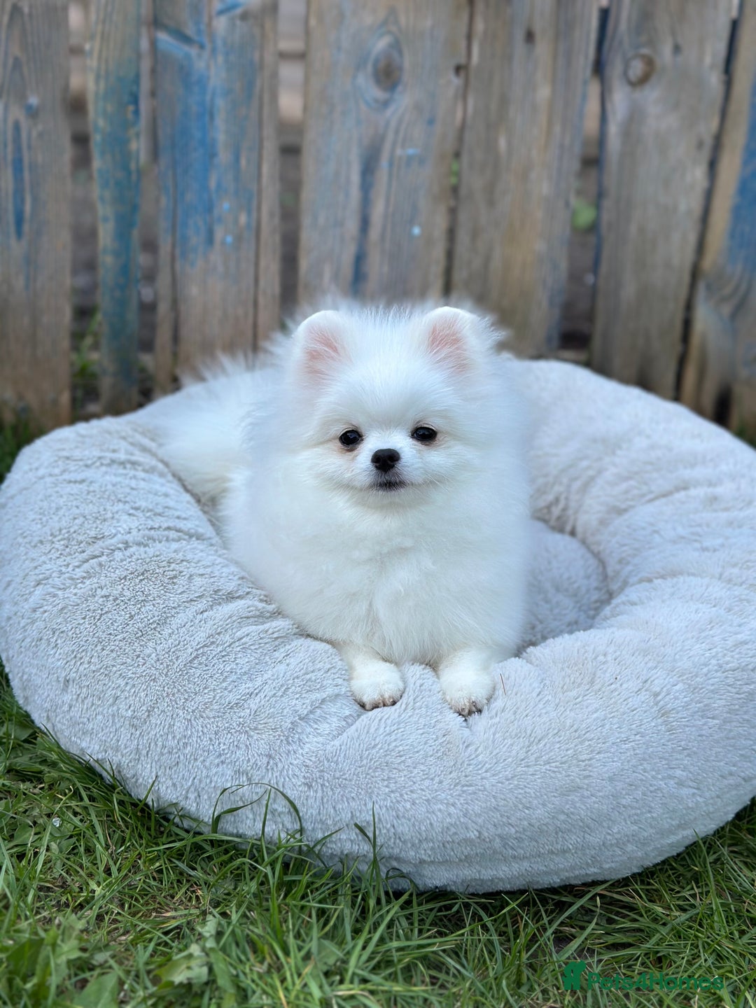 Pomeranian dogs for sale: White and Orange Pomeranian Boys - Image 20