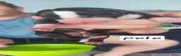 Whippet dogs for sale: BRACKENSWIFT LITTER NOW ARRIVED! - Advert 5