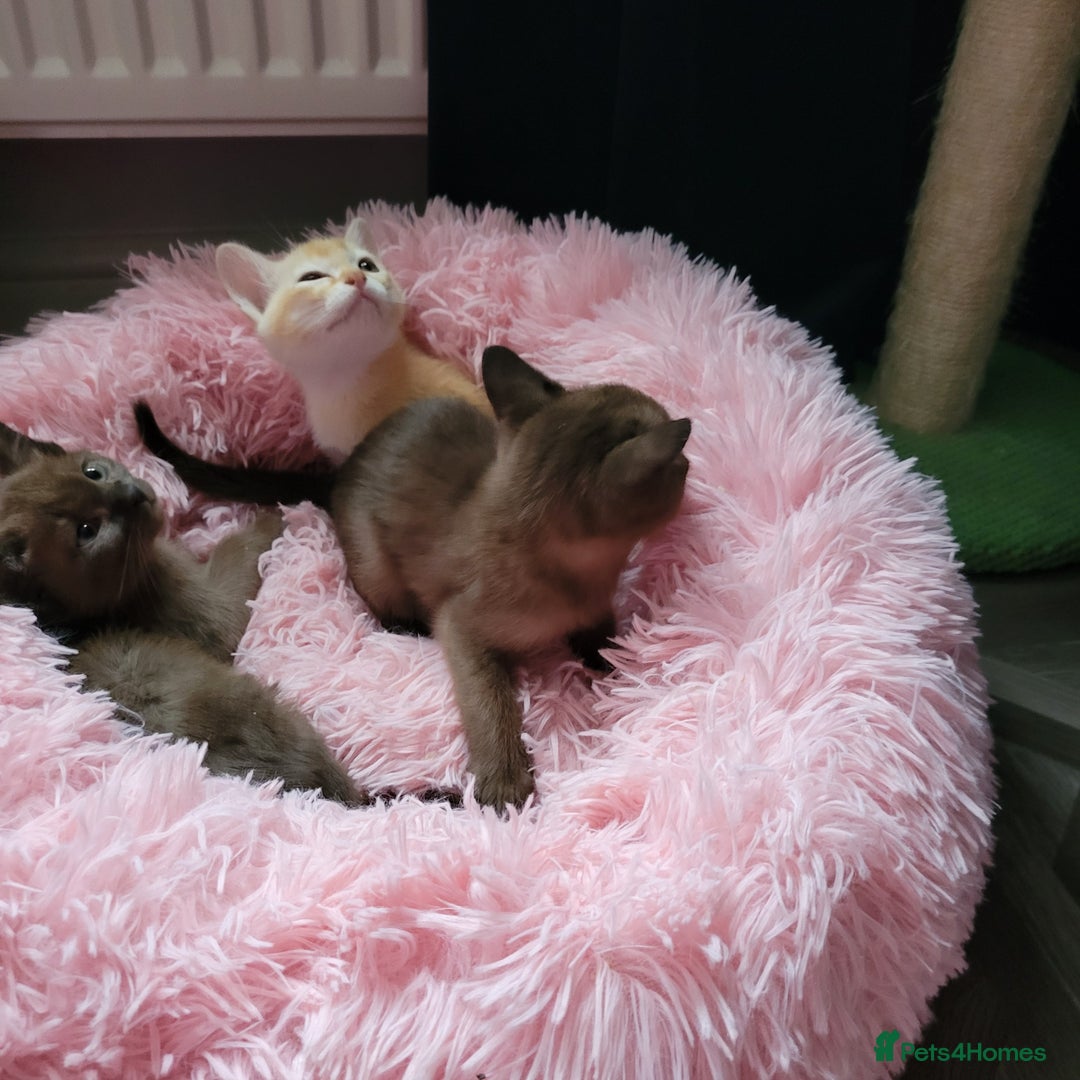 Burmese cats for sale: Pure pedigree, Registered Burmese,Vet checked 2x - Advert 13