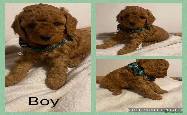 Cavapoo dogs Toy F1b cavapoos  - Advert 1