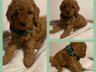 Cavapoo dogs Toy F1b cavapoos - Advert 13