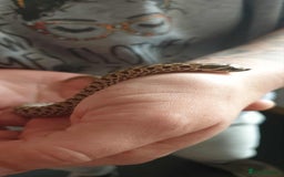 Snake reptiles for sale: Hognose female  - Image 4