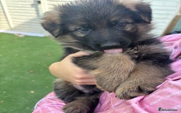 German Shepherd dogs for sale: German shepherd  - Image 27