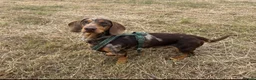 Mixed Breed dogs for sale: Doxie puppies  - Advert 3