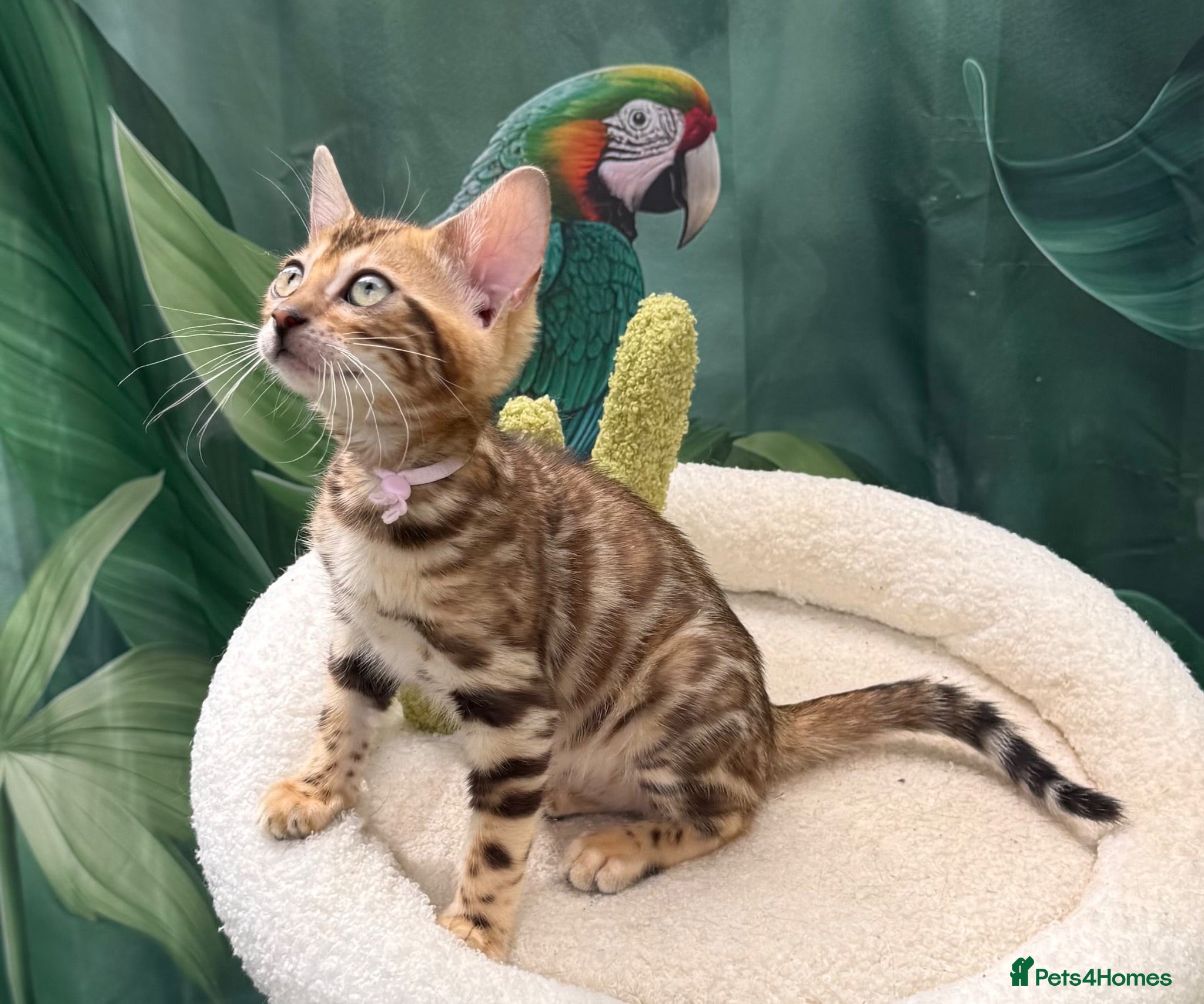Bengal cats Health Tested 🐾 TICA ✨ Bengal kittens 🐆  - Advert 1