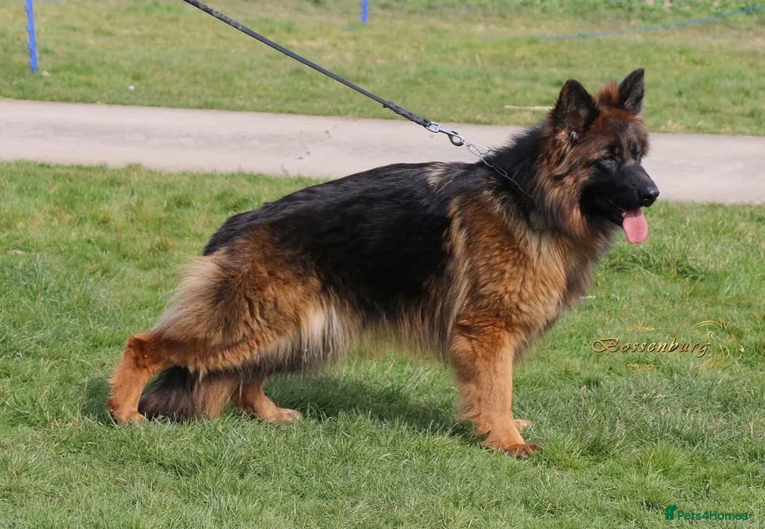 German Shepherd dogs for sale: 5 month old GSD  - Advert 8