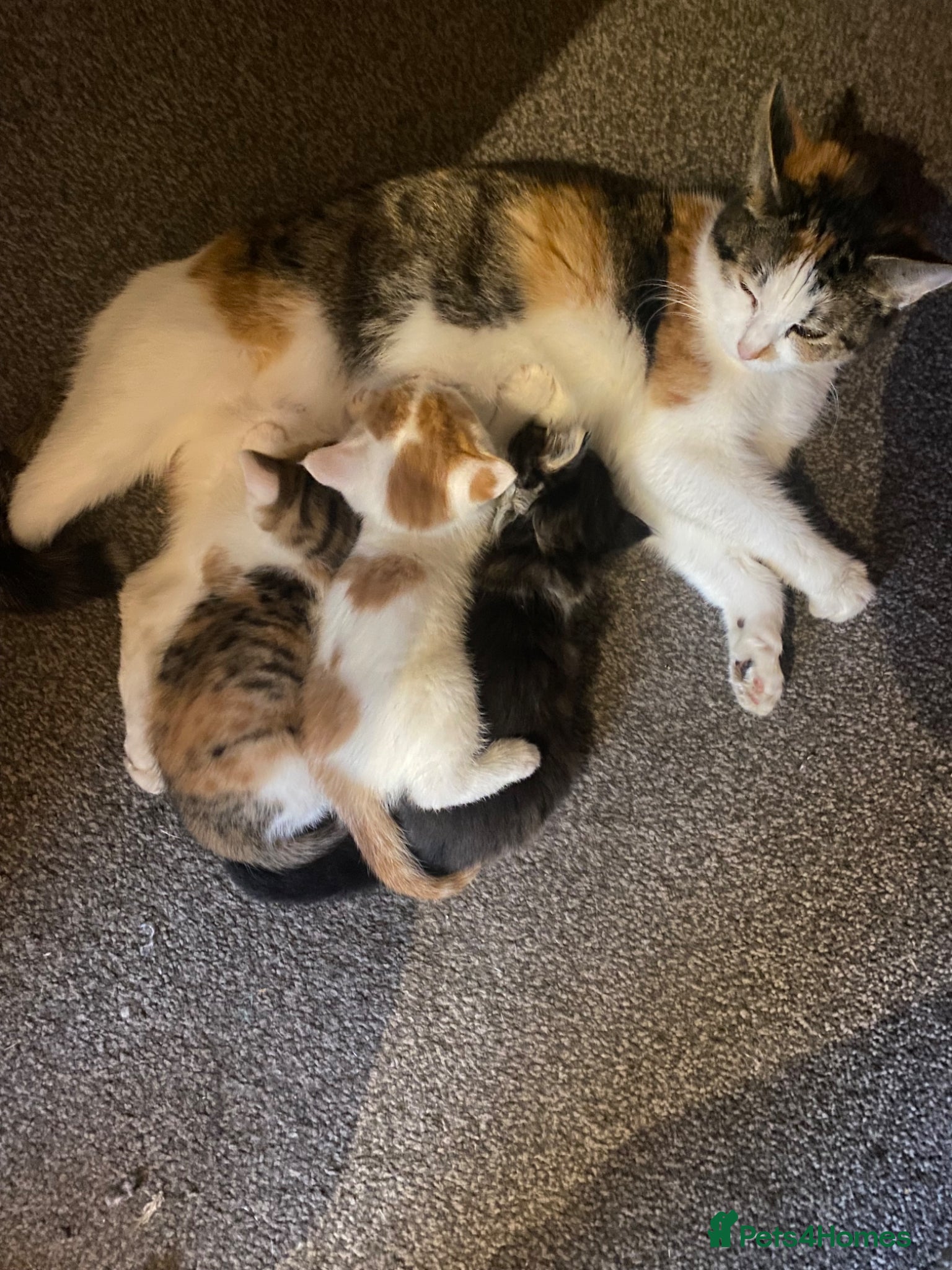 Mixed Breed cats 3 kittens for sale - Advert 13