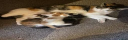 Mixed Breed cats for sale: 3 kittens for sale - Advert 1