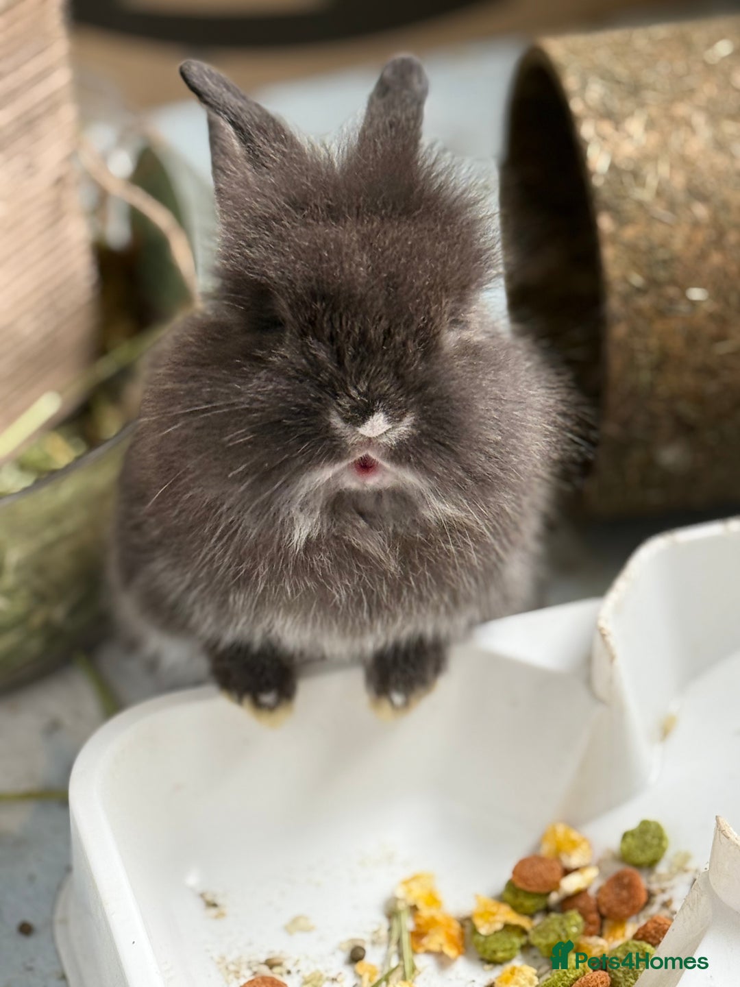 Lionhead rabbits for sale: Teddy Double & Single Lionhead Price starts at £35 - Image 23