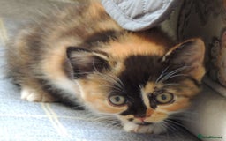 Devon Rex cats for sale: Just 1 girl left - GCCF Devon Rex Variant kittens  in Wolverhampton - Image 18