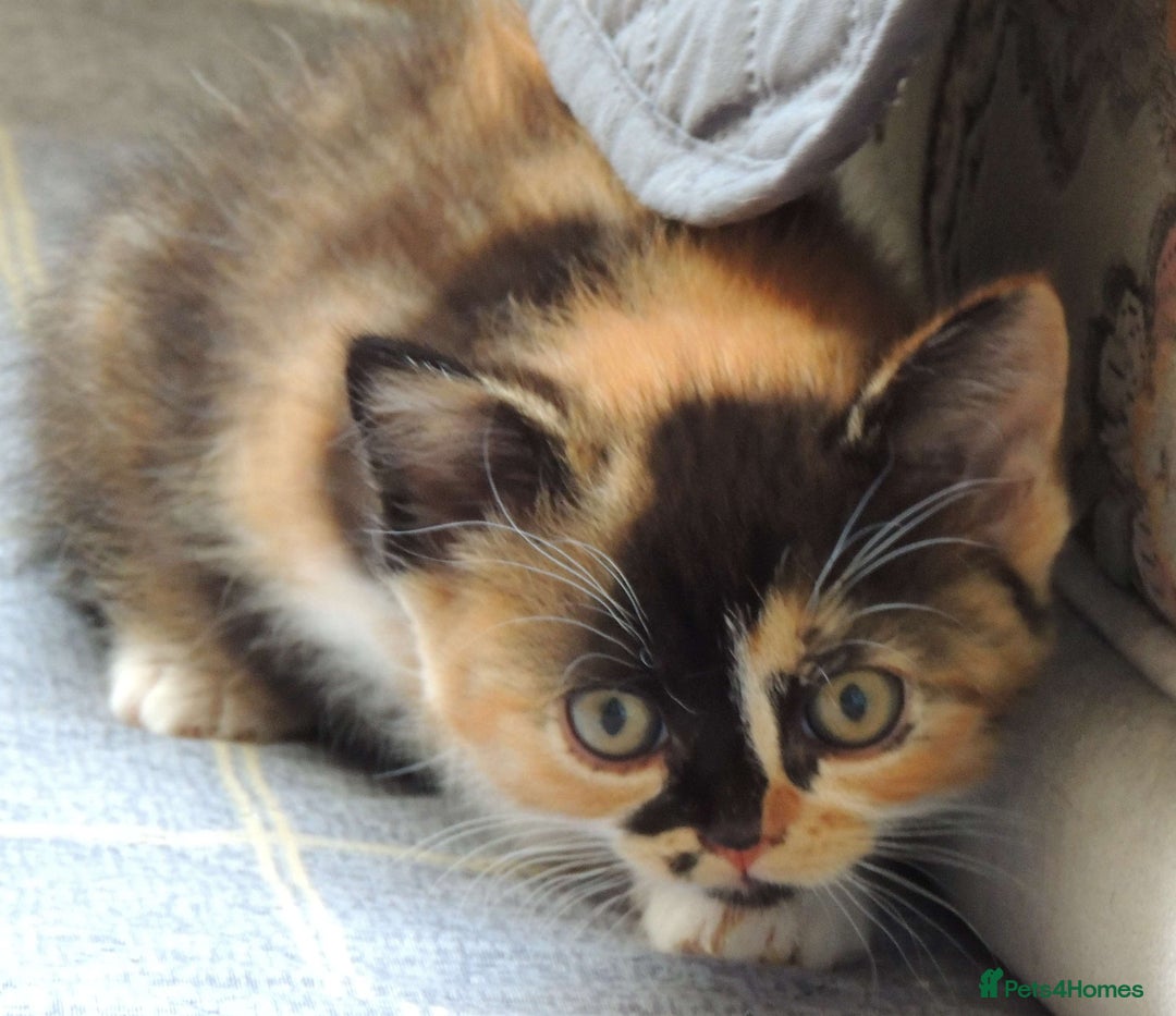 Devon Rex cats for sale: Just 1 girl left - GCCF Devon Rex Variant kittens  in Wolverhampton - Image 18