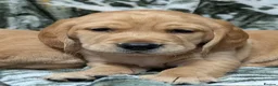 Cockerdor dogs for sale: Stunning Golden Cockerdor puppies  - Advert 9