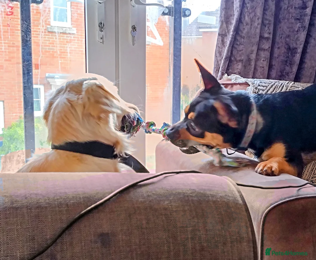 Mixed Breed dogs for sale: Frenchie cross  - Advert 3