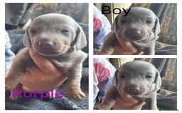 Dachshund dogs for sale: Beautiful dachshund puppies  - Image 19