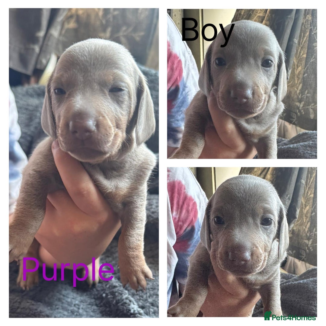 Dachshund dogs for sale: Beautiful dachshund puppies  - Image 19