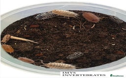 Isopods invertebrates for sale: MANY DIFFERENT ISOPOD SPECIES HAPPY TO SHIP - Image 2