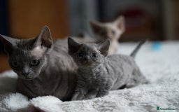 Devon Rex cats for sale: 💙 Devon Rex Female Kitten Available 💙 - Image 23