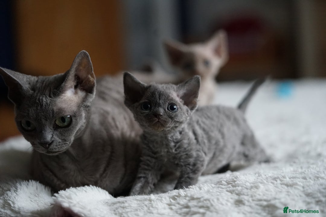 Devon Rex cats for sale: 💙 Devon Rex Female Kitten Available 💙 - Image 23