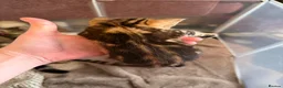 Mixed Breed cats for sale: Tabby kittens for sale  in Wakefield - Advert 5