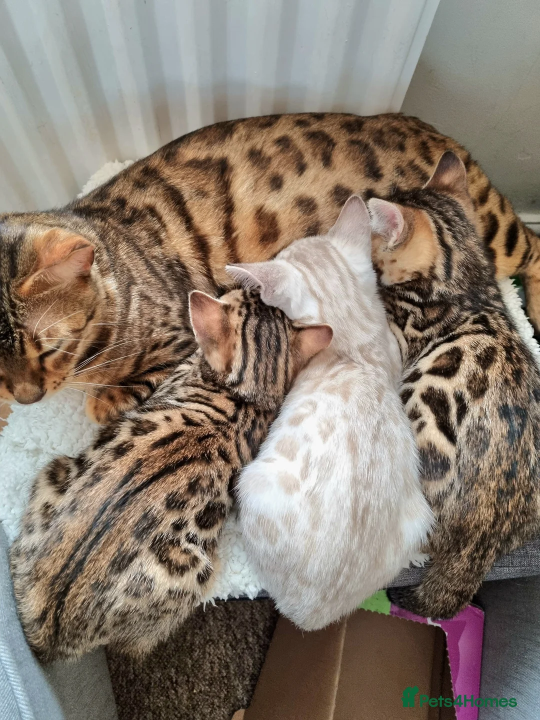 Bengal cats for stud: TICA active Brown spotted bengal for STUD in West Drayton - Advert 7