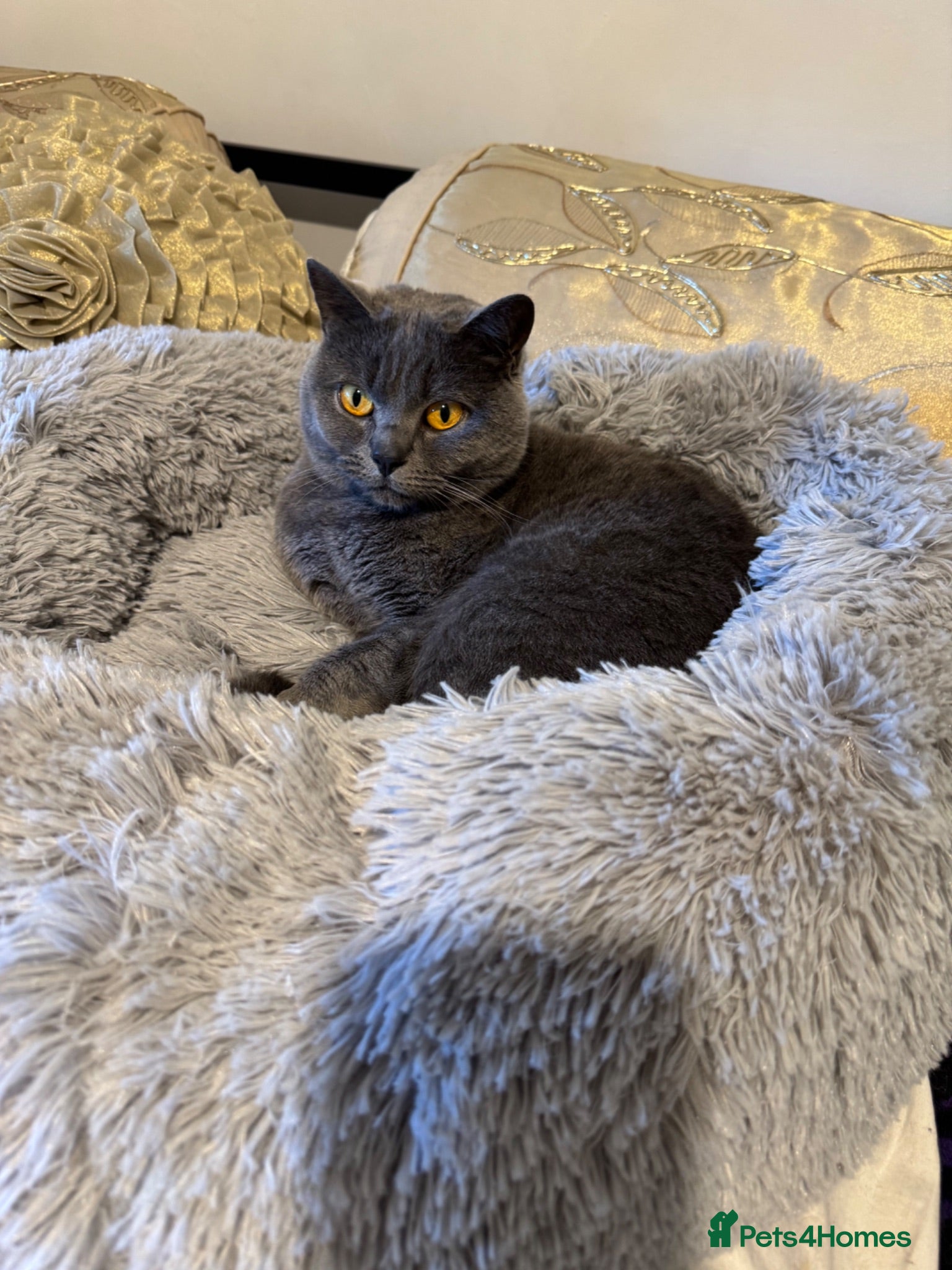 British Shorthair cats Pearl  - Advert 1