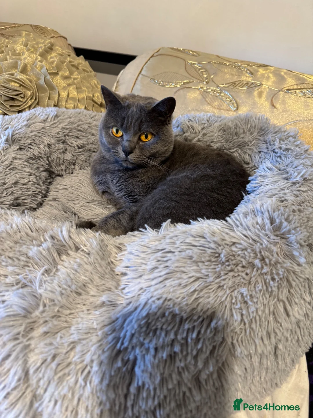 British Shorthair cats for sale: Pearl  in Dewsbury - Advert 1