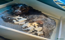 German Wirehaired Pointer dogs for sale: German wire-haired pointers   - Image 1