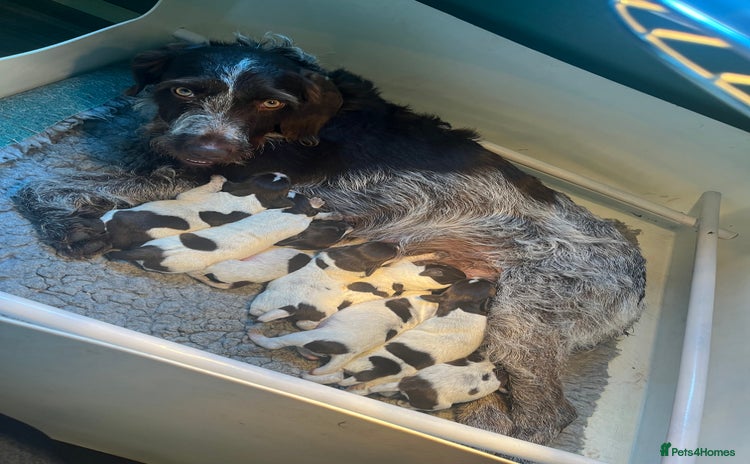 German Wirehaired Pointer dogs - Advert 1