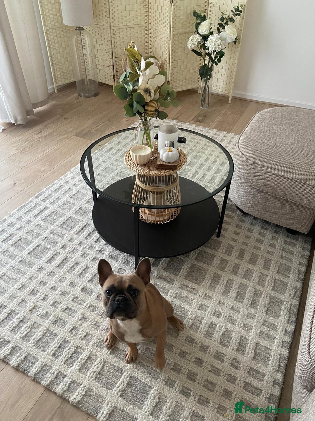 French Bulldog dogs for sale: French Bulldog Puppies – 3 Boys Available - Advert 6