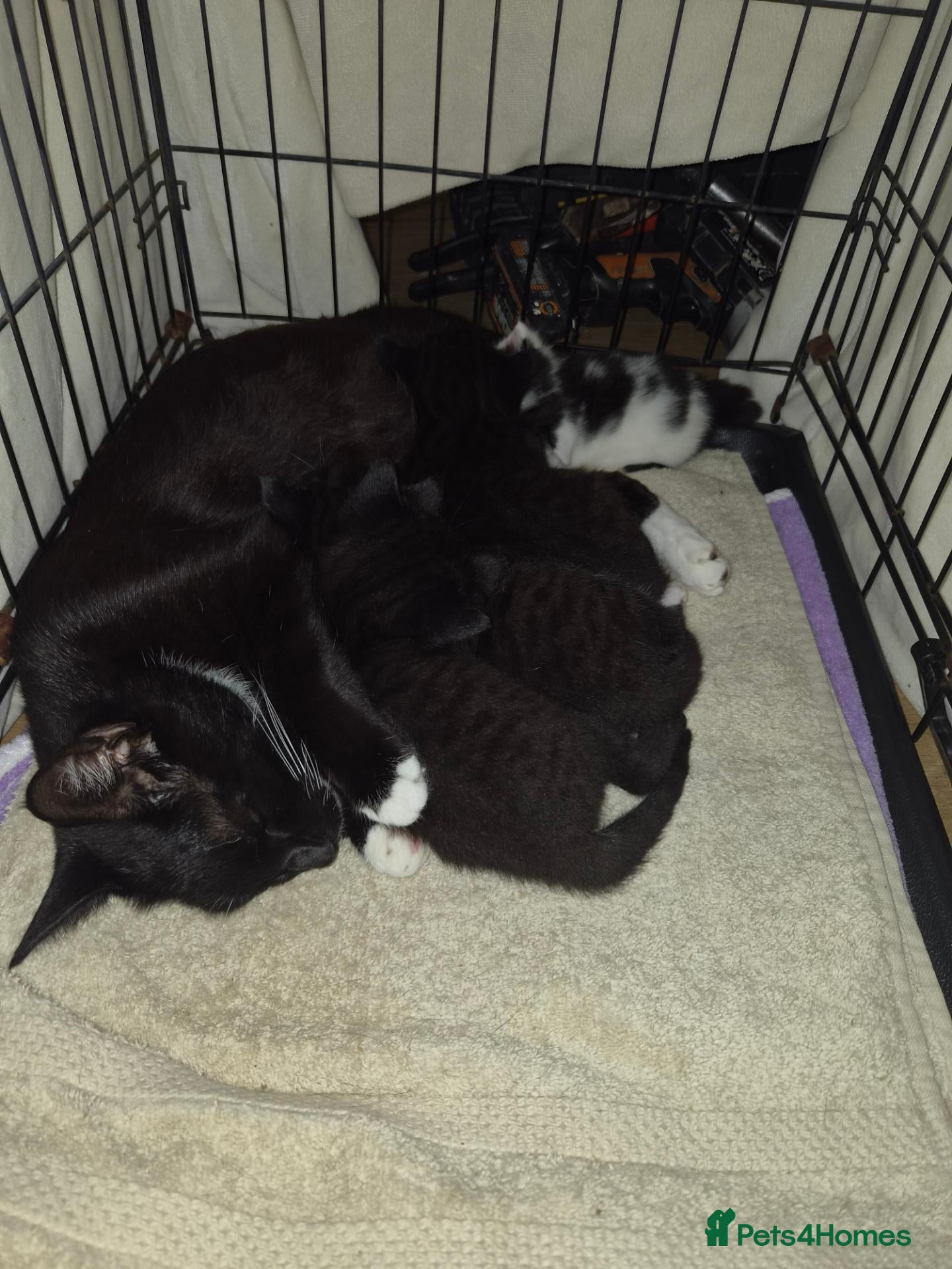 Mixed Breed cats 4 beautiful kittens (unsure of sex currently)  - Advert 16
