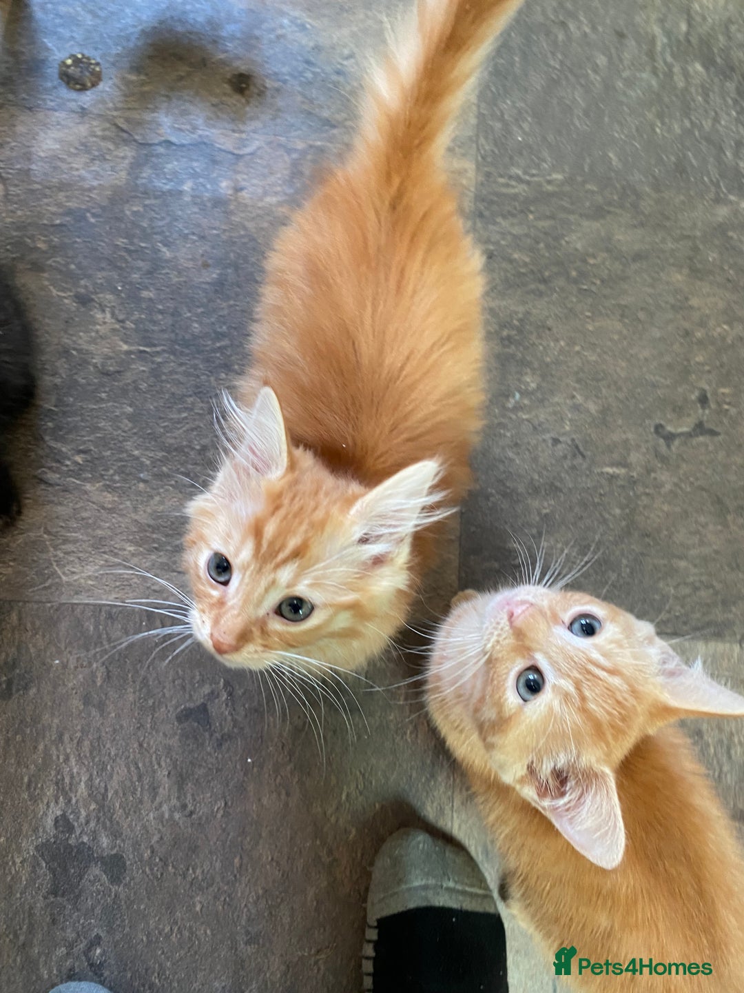 Mixed Breed cats for sale: Four beautiful kittens - Advert 4