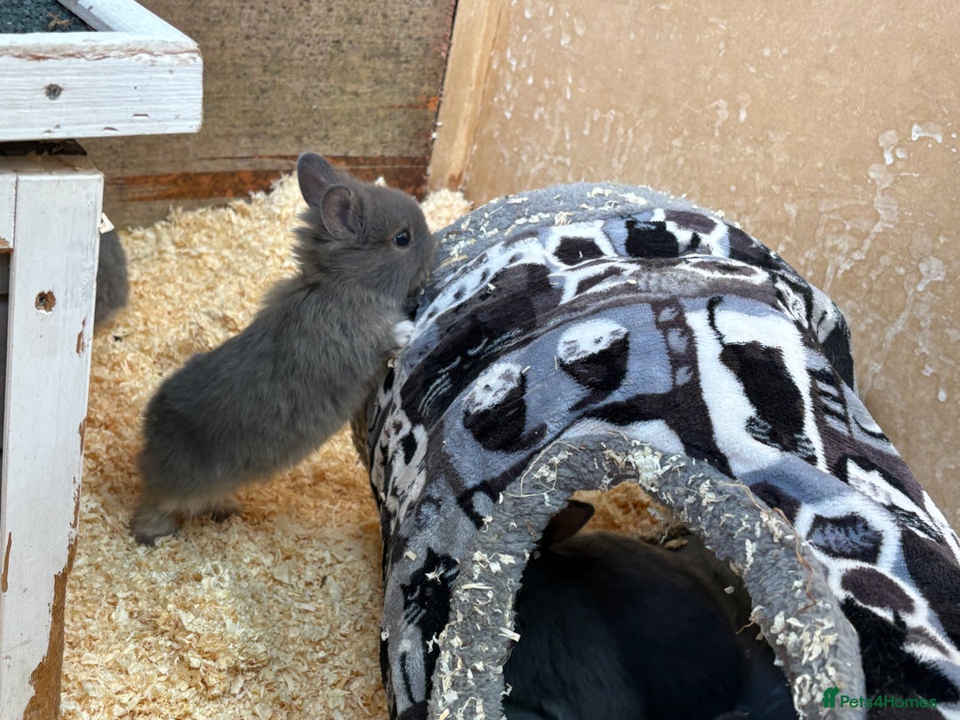 Netherland Dwarf rabbits for sale: Netherlands x lion heads  - Image 6