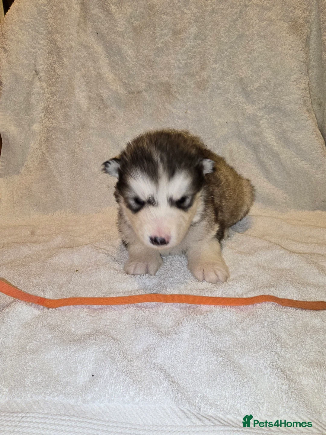 Alaskan Malamute dogs for sale: Pure Alaskan Malamute - Advert 4
