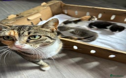 Mixed Breed cats for sale: Ready in 4 weeks time  - Image 9