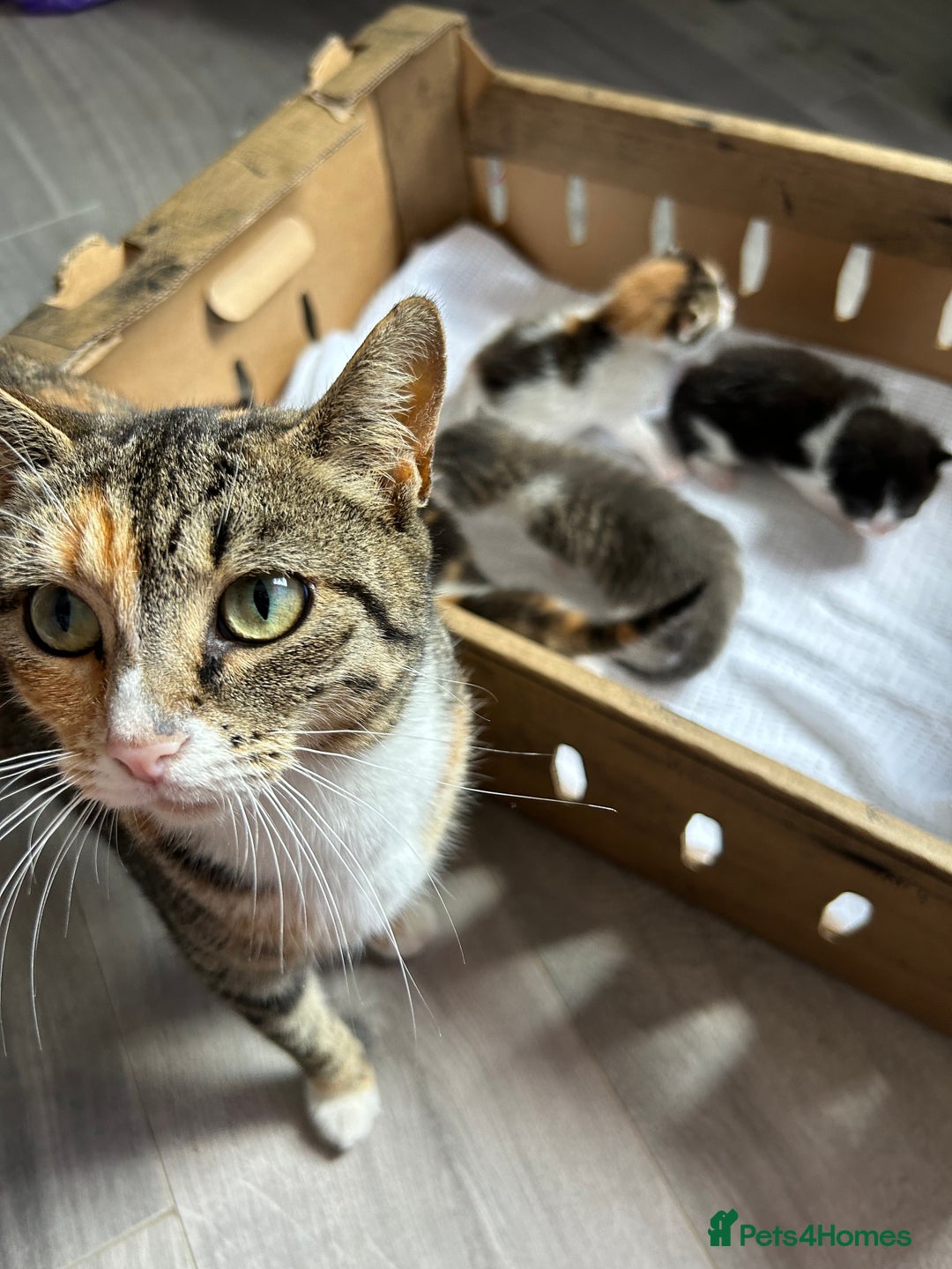 Mixed Breed cats for sale: Ready in 4 weeks time  - Image 9