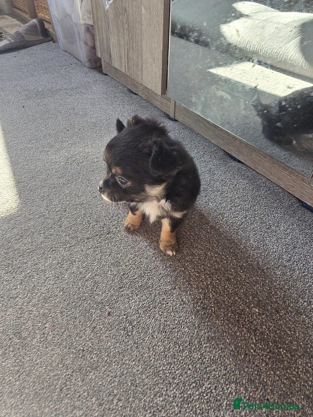 Chihuahua dogs for sale: Applehead Chihuhua puppy - Advert 2