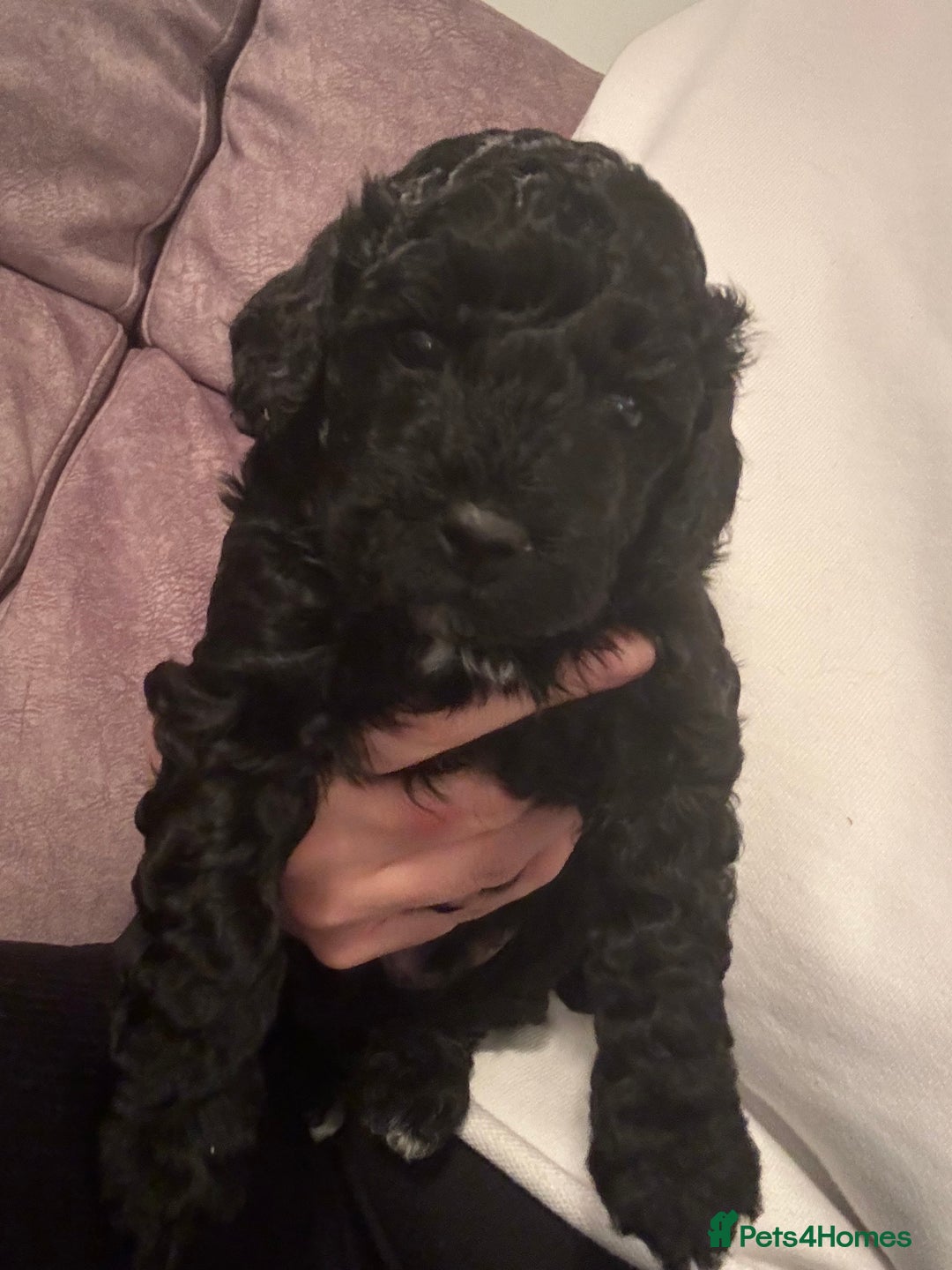 Cavapoo dogs for sale: Beautiful Cavapoo Puppies - Image 5