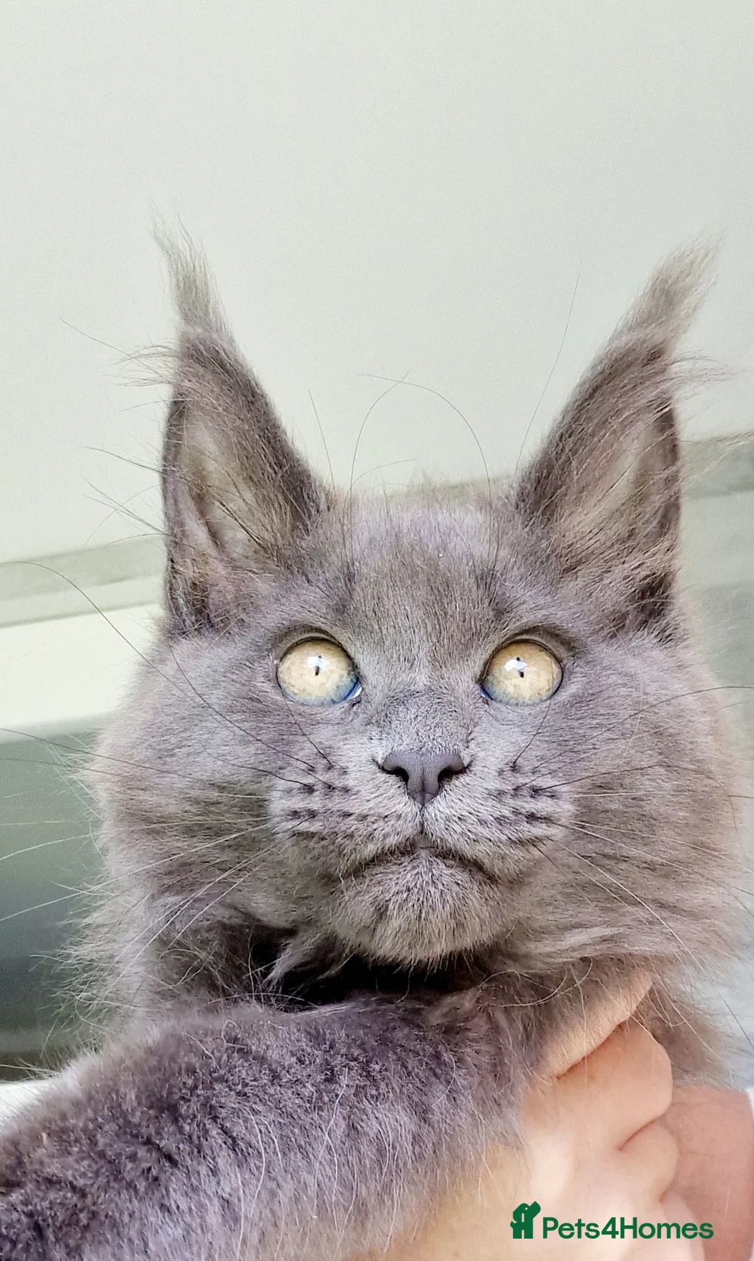 Maine Coon cats for sale: Maine coon kittens  - Advert 1